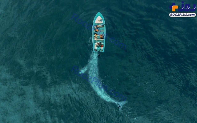 نزدیک شدن نهنگ خاکستری به قایق گردشگری +عکس