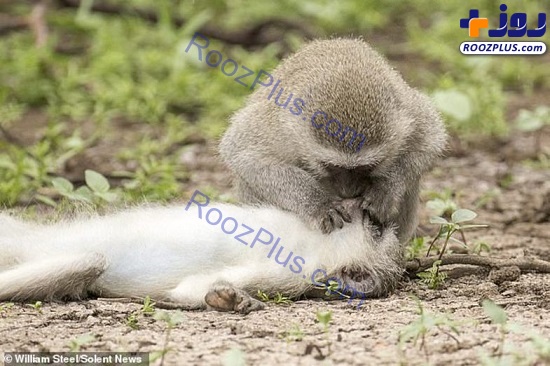 تنفس مصنوعی یک میمون برای نجات همنوعش+عکس