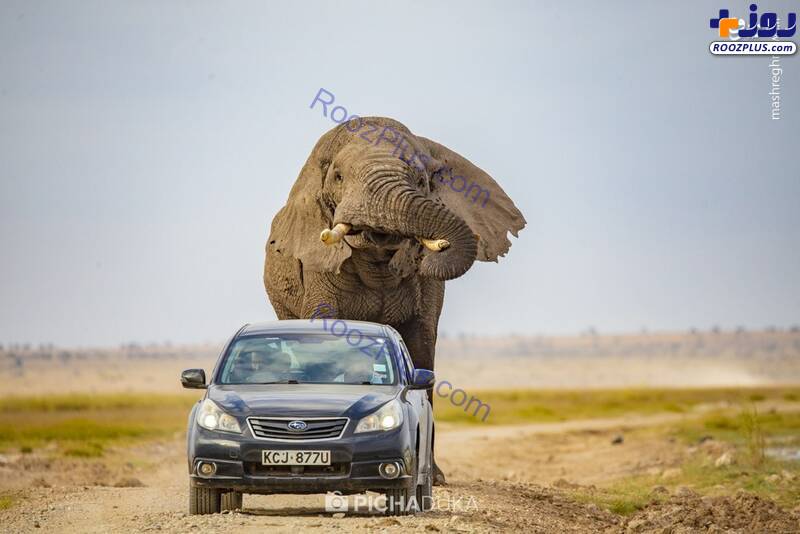 لحظه حمله فیل عظیم الجثه به یک خودرو در جاده+عکس