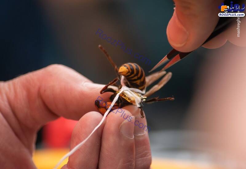 کشف و نابودی لانه زنبور قاتل +عکس