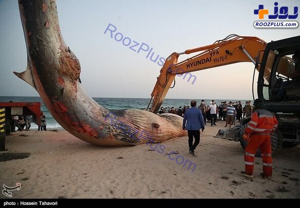 پیدا شدن لاشه نهنگ عظیم الجثه در سواحل جزیره کیش/عکس