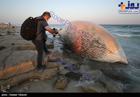 پیدا شدن لاشه نهنگ عظیم الجثه در سواحل جزیره کیش/عکس