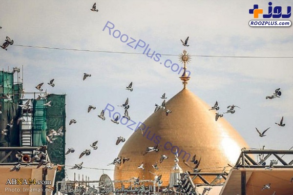 کبوتران گرد حرم مطهر امام علی(ع) +عکس
