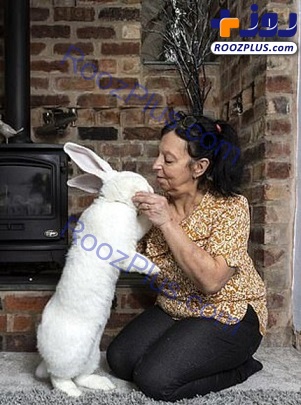 زندگی لاکچری خرگوش ۹ کیلویی +تصاویر