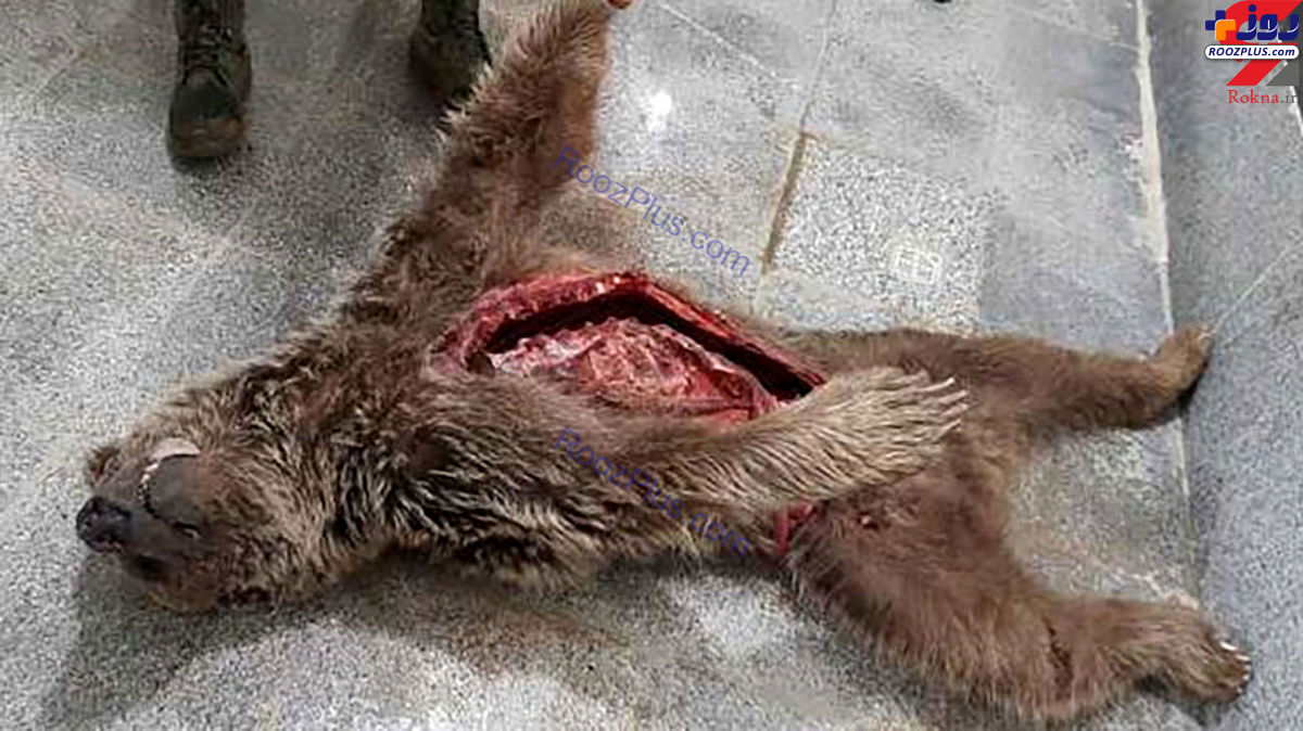 عکسی تکان دهنده از لاشه یک خرس در دنا