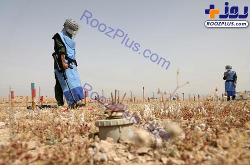 مشارکت زنان عراقی در عملیات مین روبی +عکس