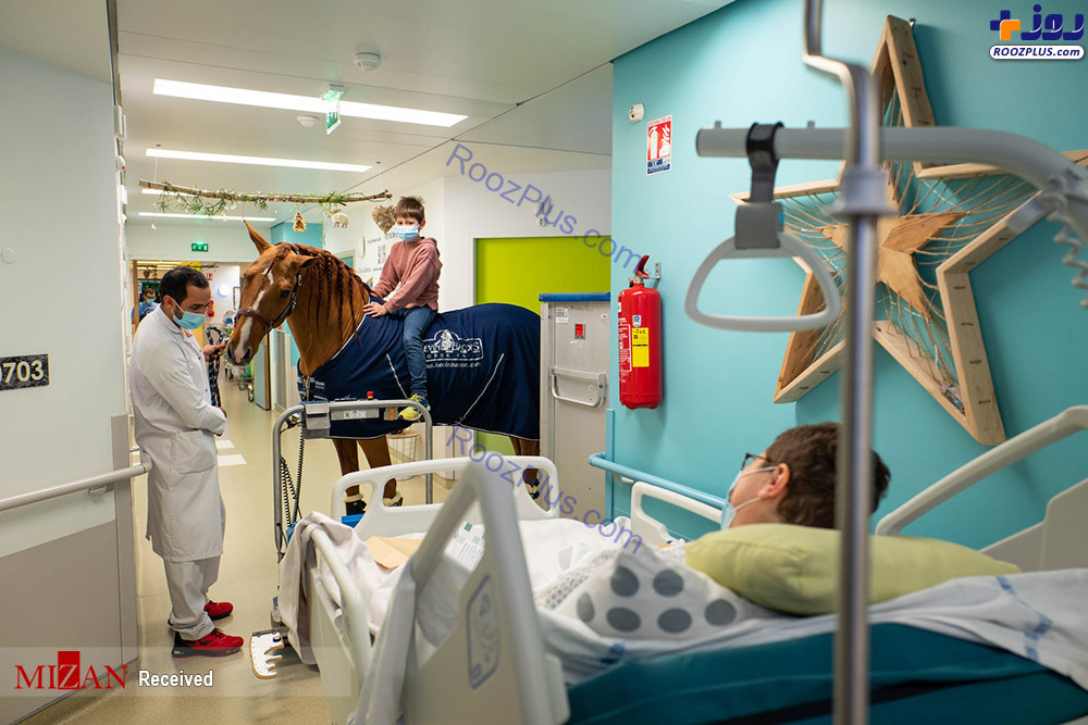 اسبی که سرطان و تومور را تشخیص می دهد! +عکس