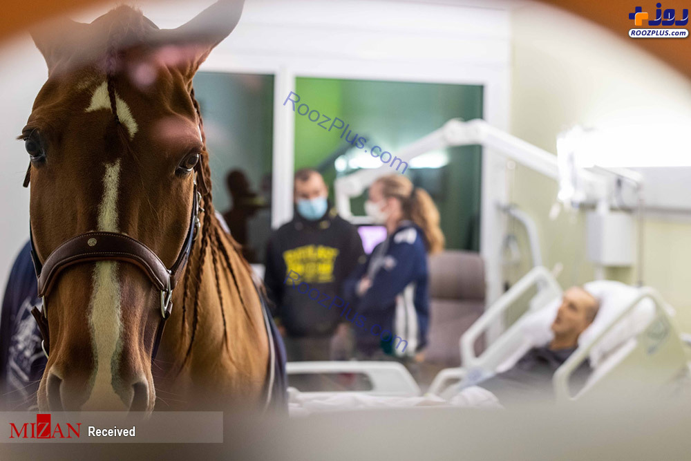 اسبی که سرطان و تومور را تشخیص می دهد! +عکس