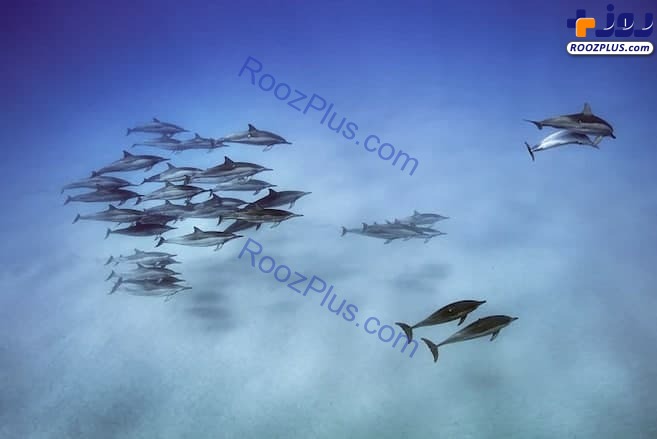 عکس منتخب نشنال جئوگرافیک از حرکت جالب دلفین‌های فرفره