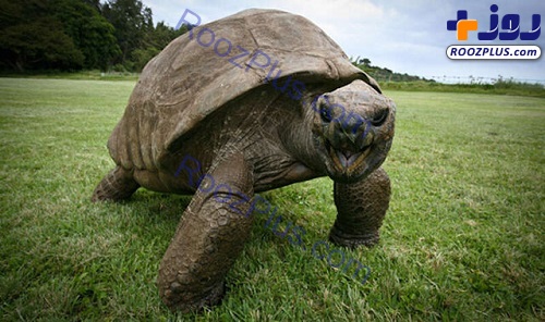 لاک‌پشت قدرتمند ۱۸۸ساله؛ پیرترین حیوان روی خشکی+عکس