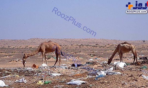 مرگ همزمان 300 شتر با بلعیدن پلاستیک + عکس