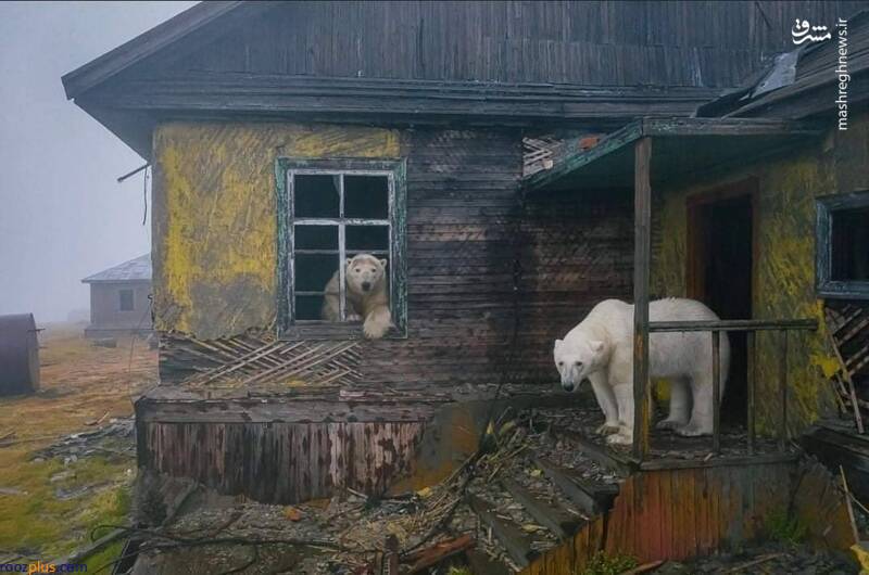 خانه‌ متروکه میزبان خرس‌های قطبی/عکس