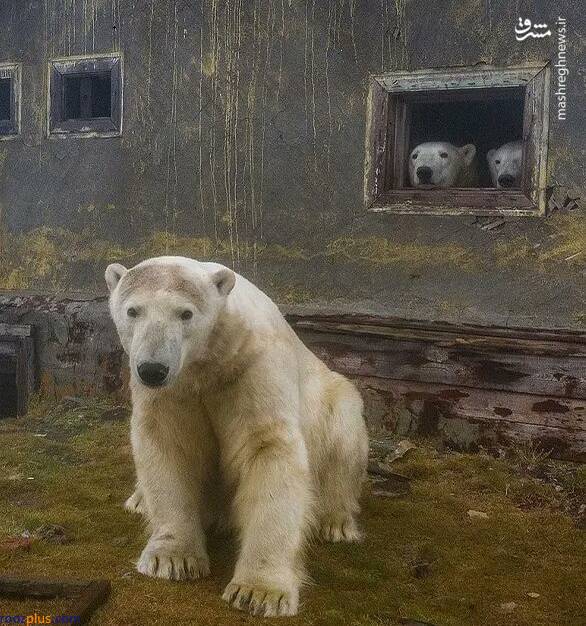 خانه‌ متروکه میزبان خرس‌های قطبی/عکس