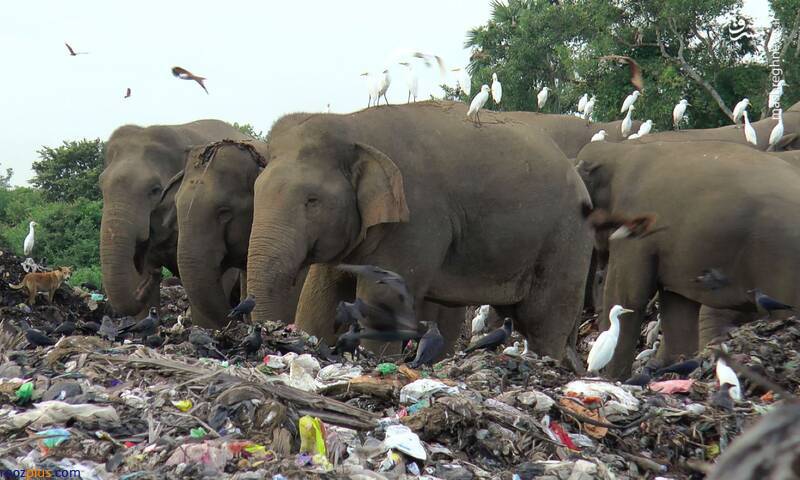 مرگ فیل‌ها به خاطر خوردن زباله‌/عکس