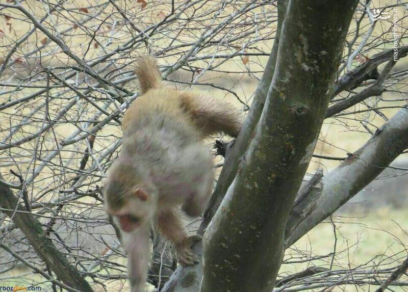 ماجرای رهاسازی میمون‌ها در جنگل‌ شمال +عکس