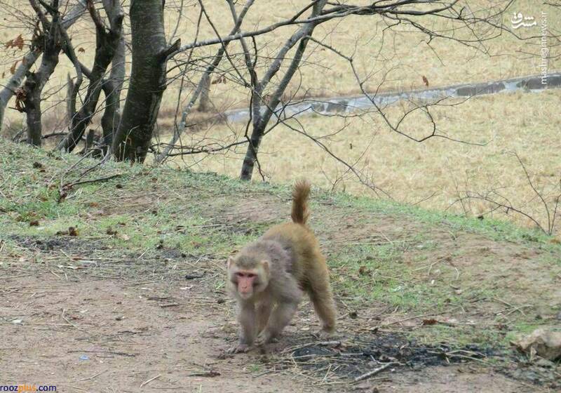 ماجرای رهاسازی میمون‌ها در جنگل‌ شمال +عکس
