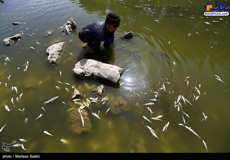 مرگ هزاران ماهی در زاینده رود اصفهان +عکس
