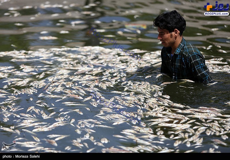 مرگ هزاران ماهی در زاینده رود اصفهان +عکس