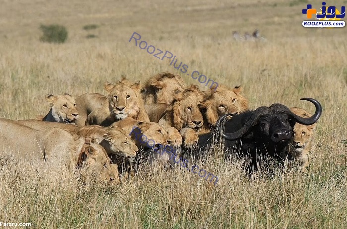 عکس/ شکار گاومیش یک تُنی توسط ۱۵ شیر!