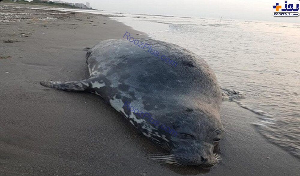 کشف لاشه تنها پستاندار دریای خزر در ساحل محمودآباد+عکس