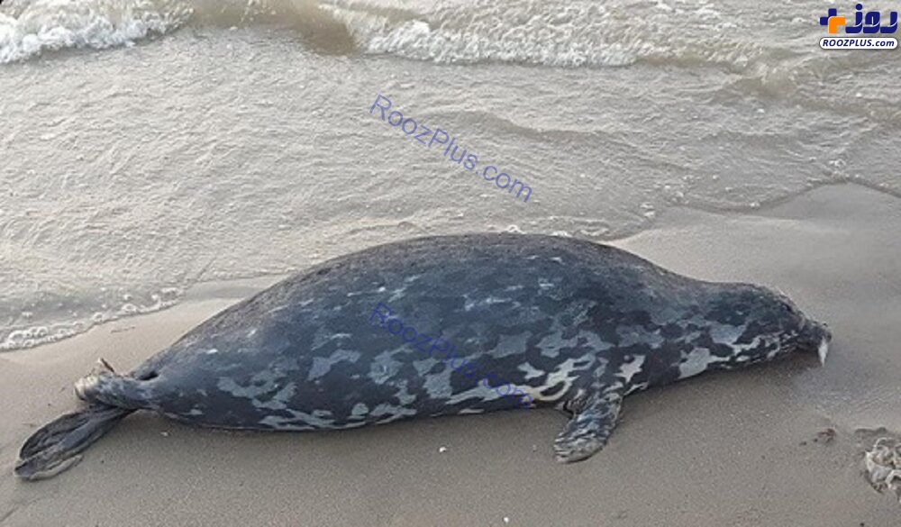 کشف لاشه تنها پستاندار دریای خزر در ساحل محمودآباد+عکس