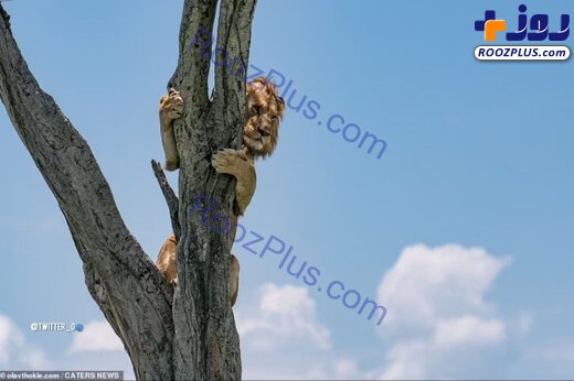 عکسی عجیب از بالا رفتن شیر از درخت برای زنده ماندن