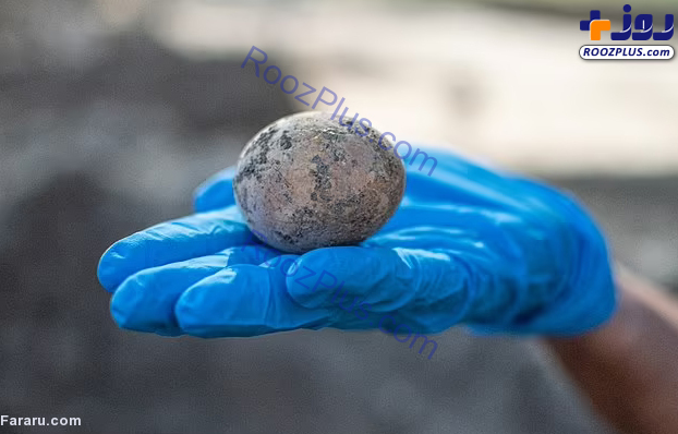 تخم مرغی که هزار سال قدمت دارد! +عکس