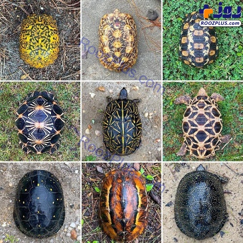 عکس/طرح‌های متنوع روی لاک لاک‌پشت ها