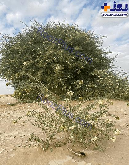 کشف درختی بی نظیر در عمان + عکس