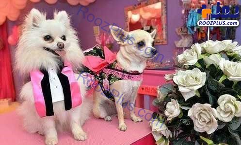 جشن ازدواج لاکچری برای دو سگ/ عکس