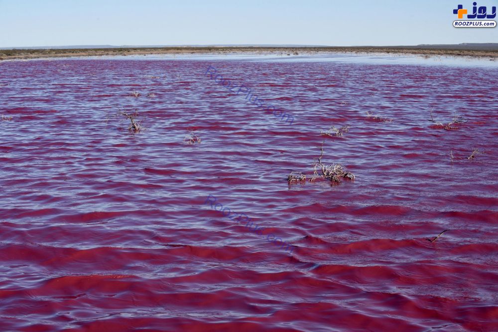 دریاچه ای با رنگ صورتی ملیح در آرژانتین +عکس