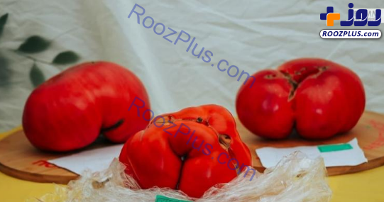 عکس/ سنگین‌ترین گوجه فرنگی جهان