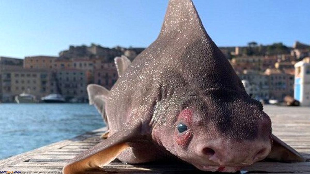 صید یک ماهی عجیب و غریب تعجب همه را برانگیخت/عکس