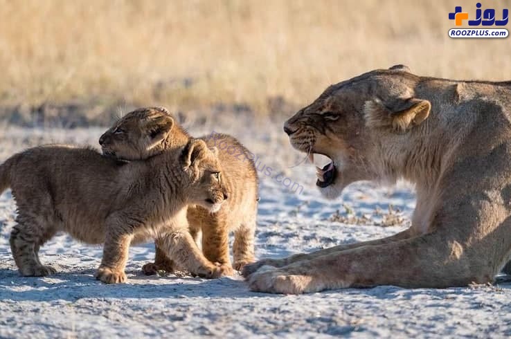 عکس/ صحنه ای جالب از تشر زدن شیر والد به فرزندانش