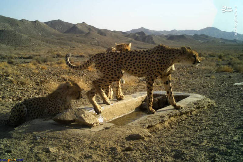 دیده شدن یوزپلنگ مادر و توله‌هایش در پارک ملی توران/عکس