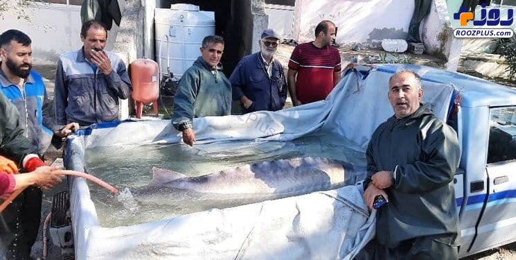 صید فیل ماهی 150 کیلویی توسط صیادان مازندرانی +عکس