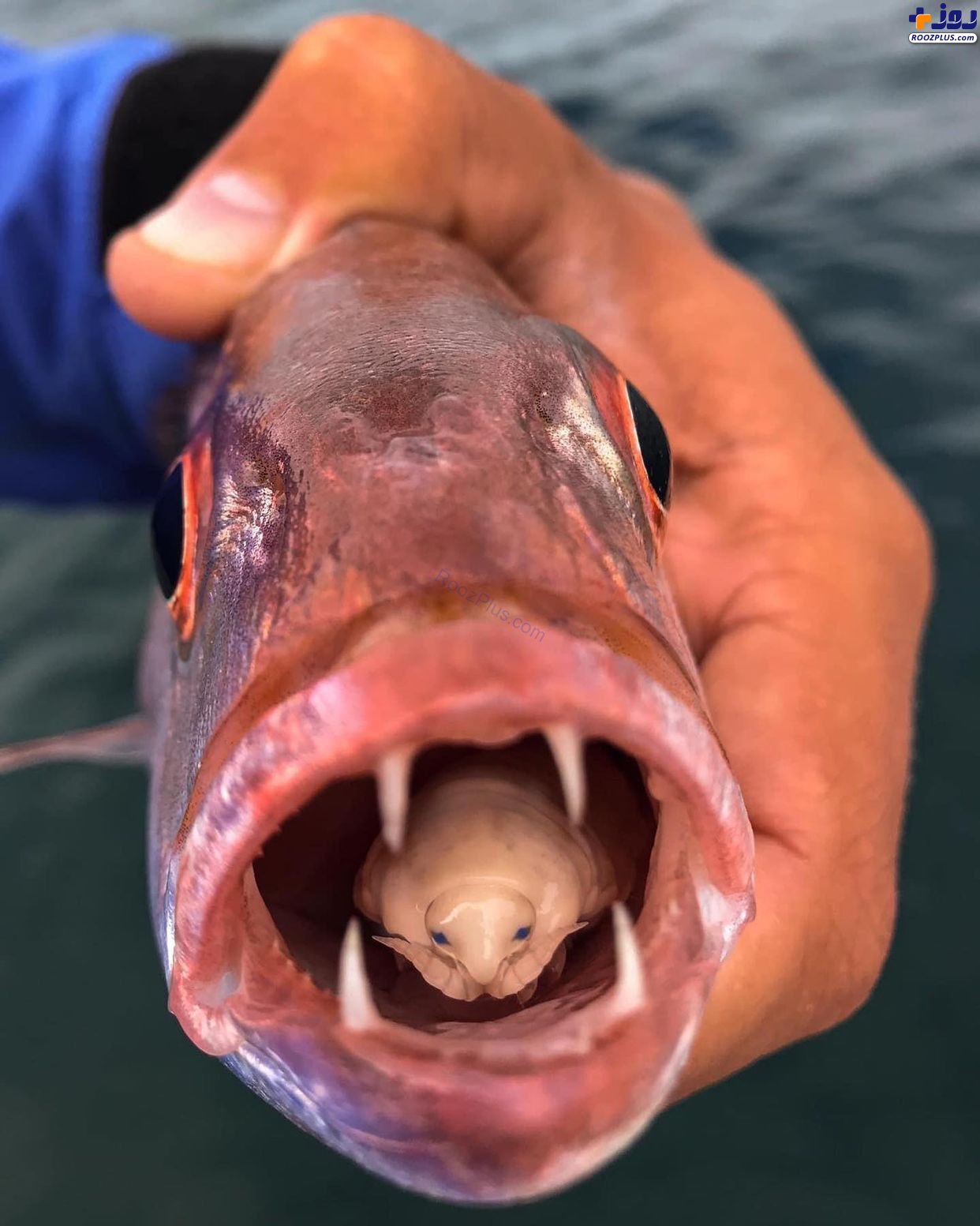 نمایی نزدیک از شپش زبان خوار در دهان ماهی +عکس
