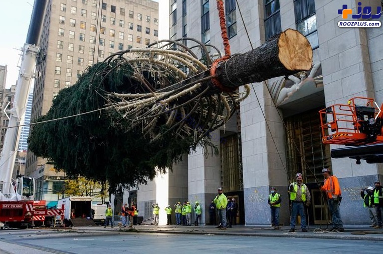 انتقال درخت کریسمس به مرکز راکفلر +عکس