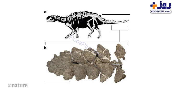 کشف گونه جدیدی از دایناسور‌های زرهی در شیلی