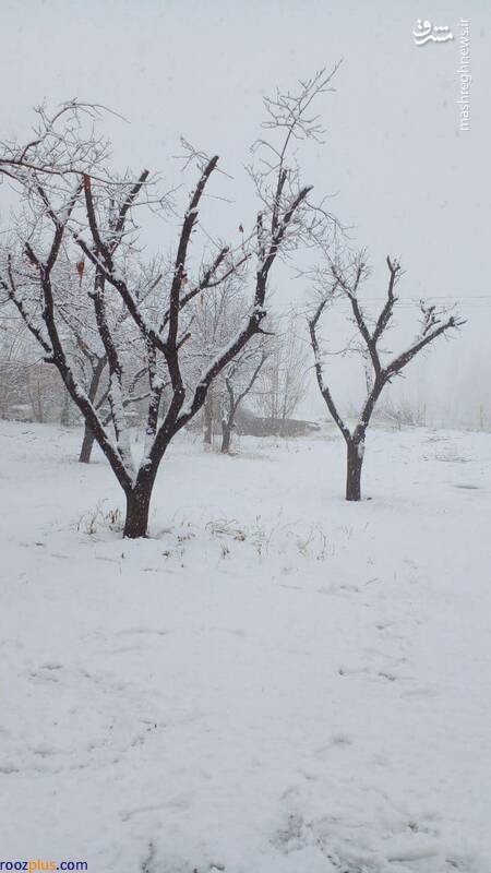 بارش برف در استان آذربایجان غربی/عکس