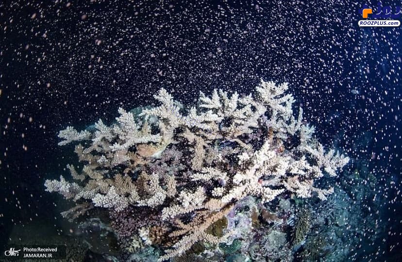 عکس/ مرجان ها در حال تخم ریزی در اقیانوس آرام