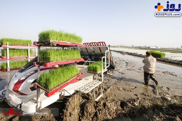 عکس/ اولین کشت مکانیزه برنج کشور