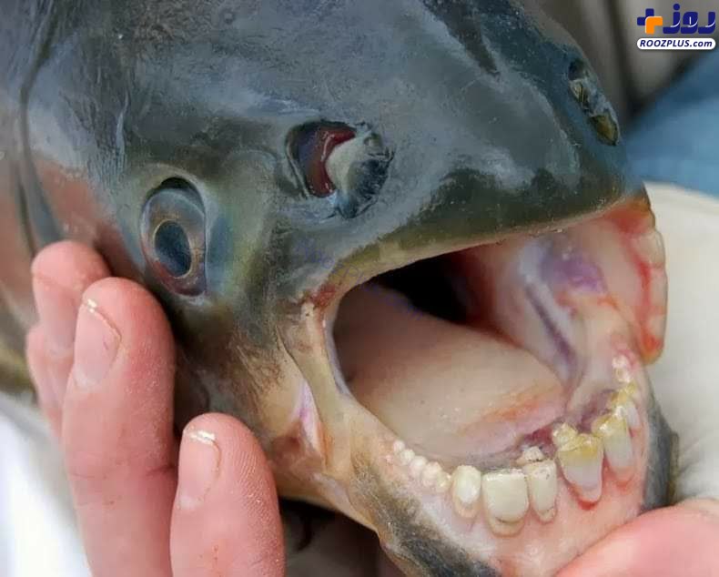 عکس/ماهی که دندان هایی شبیه به انسان دارد!