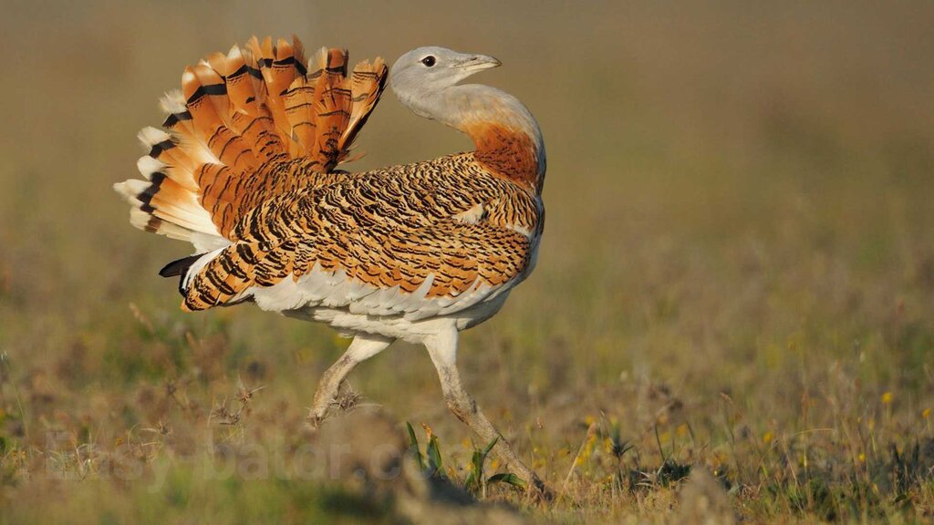 یکی دیگر از زیباترین حیوانات ایران در خطر انقراض کامل قرار گرفت/ این حیوان سنگین‌وزن‌ترین پرنده قادر به پرواز در جهان است!