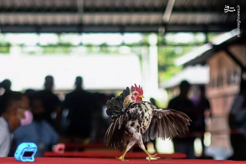 مسابقه زیباترین مرغ در مالزی /عکس