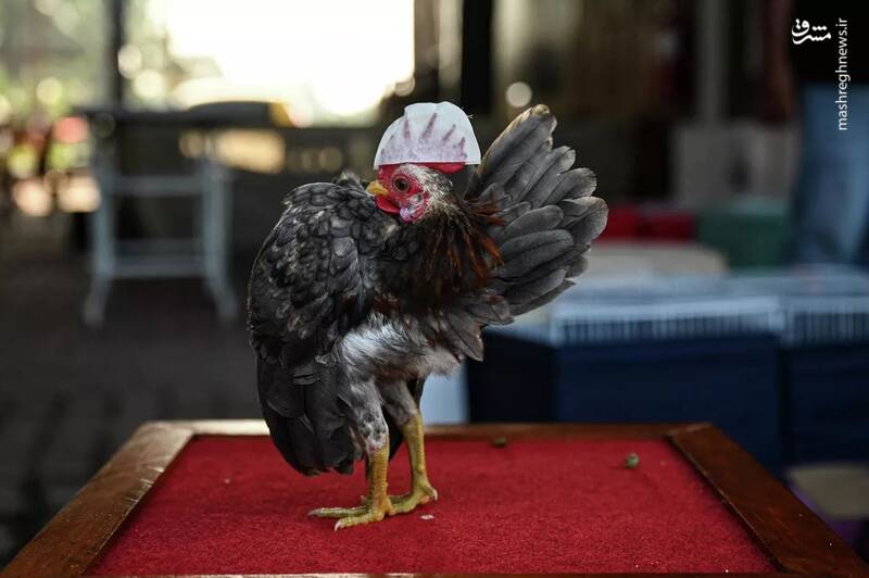 مسابقه زیباترین مرغ در مالزی /عکس