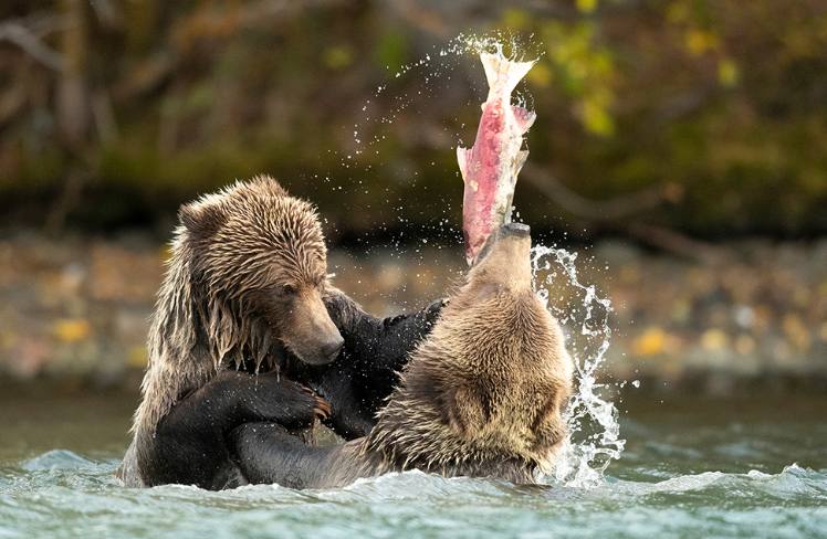 تصویری دیدنی از صید ماهی توسط خرس!/ عکس