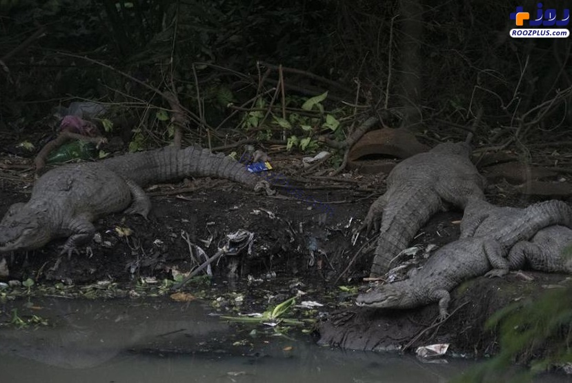 تمساح‌ ها در فاضلاب های برزیل! +عکس