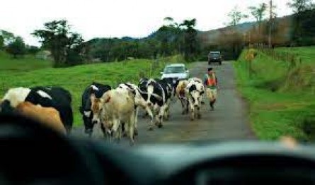 ببینید/ترافیک چندین کیلومتری در جاده چالوس/عامل ترافیک: گاو!