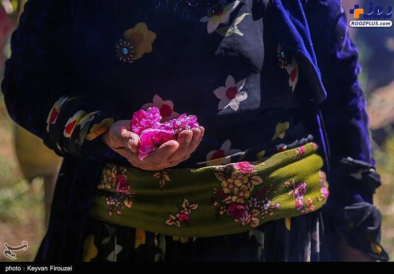 عکس/ جشنواره گلاب‌گیری در سنندج